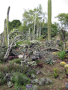 San Diego Botanic Garden - New World desert