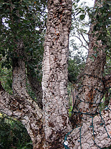 Cork Oak tree at San Diego Botanic Garden