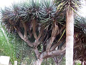 Dragon Tree at San Diego Botanic Garden