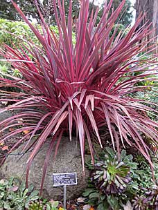 Electric Pink Cordyline at San Diego Botanic Garden