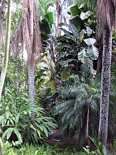 Jungle scene at San Diego Botanic Garden