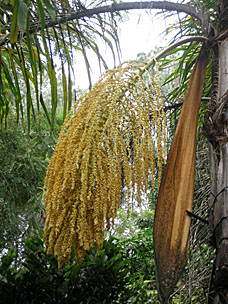 San Diego Botanic Garden