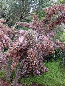 San Diego Botanic Garden