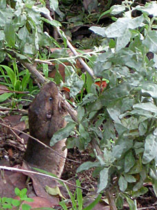 Pocket Gopher at San Diego Botanic Garden