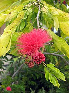 San Diego Botanic Garden