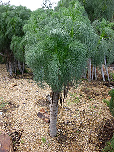 San Diego Botanic Garden