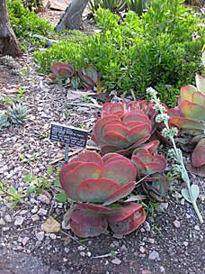 Paddle plant at San Diego Botanic Garden