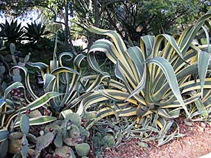 San Diego Botanic Garden