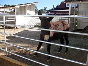 Donkey at Old Town San Diego