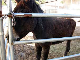 Donkey at Old Town San Diego