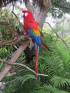 Scarlet Macaw at San Diego Zoo