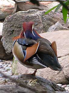 Duck at San Diego Zoo