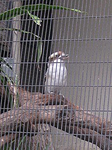 Southern Laughing Kookaburra at San Diego Zoo