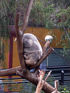 Koala at San Diego Zoo