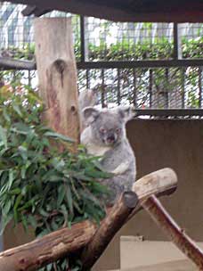 Koala at San Diego Zoo