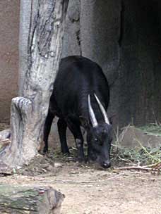 Lowland Anoa at San Diego Zoo