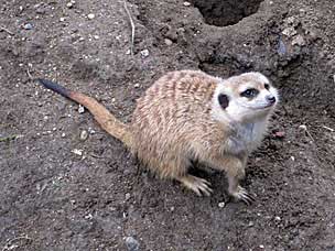 Southwest African Suricate (Meerkat) at San Diego Zoo