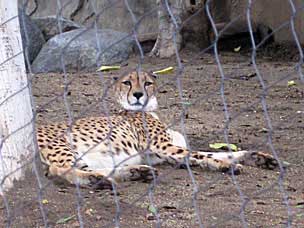 Cheetah at San Diego Zoo