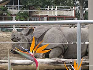 Two Rhinoceros at San Diego Zoo