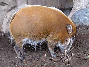 Red River Hog at San Diego Zoo