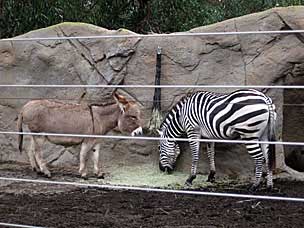 Miniature Mediterranean Donkey and Grant's Zebra at San Diego Zoo