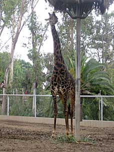 Masai Giraffe at San Diego Zoo