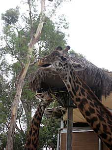 Masai Giraffe at San Diego Zoo