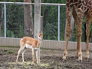 Nubian Soemmerring's Gazelle at San Diego Zoo