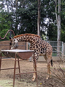 Yearling Masai Giraffe at San Diego Zoo