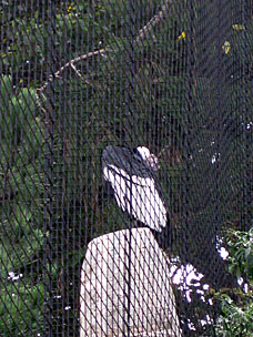 Andean Condor at San Diego Zoo