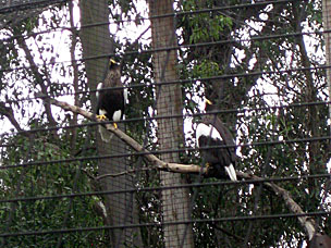 Stellar's Sea Eagles at San Diego Zoo