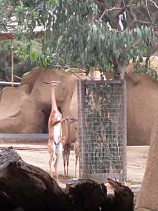 Southern Gerenuk at San Diego Zoo