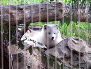 Arctic Fox at San Diego Zoo