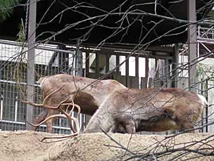 Reindeer at San Diego Zoo