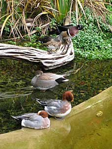 Ducks at San Diego Zoo