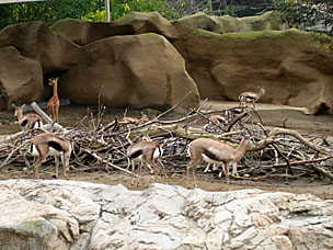 Speke's Gazelles at San Diego Zoo