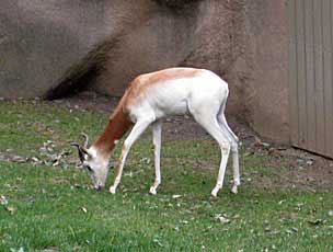 Addra Gazelle at San Diego Zoo