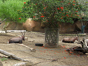 Bontebok at San Diego Zoo