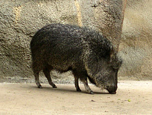 Chacoan Peccary at San Diego Zoo