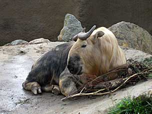 Sichuan Takin at San Diego Zoo