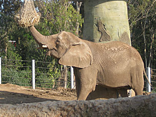 African Elephant at San Diego Zoo