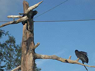 Vultures at San Diego Zoo