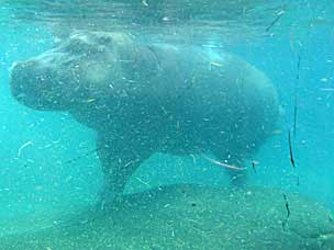 Hippopotamus at San Diego Zoo