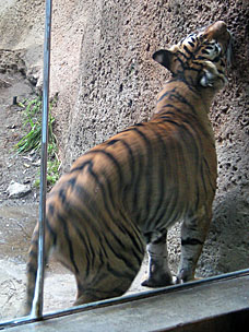 Malayan Tiger at San Diego Zoo