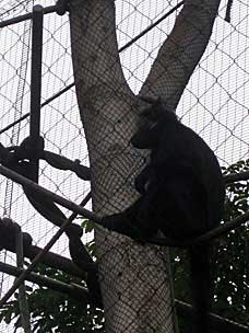 Black Mangabey at San Diego Zoo