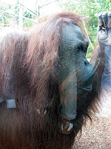 Orangutan at San Diego Zoo