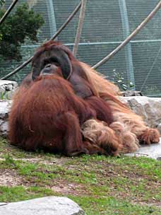 Orangutans at San Diego Zoo