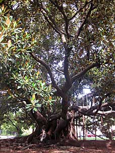 Moreton Bay Fig near San Diego Natural History Museum