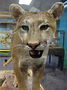 Cougar mounted at San Diego Natural History Museum