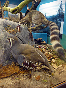 Diorama of mounted native species at San Diego Natural History Museum